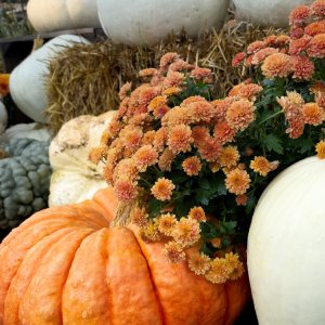 Commercial Fall Decorating in Hattiesburg, MS