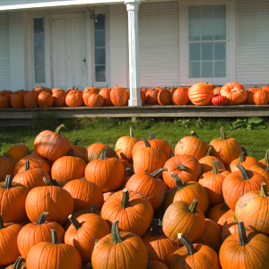 Pumpkin Delivery and Pick-up in Hattiesburg, MS