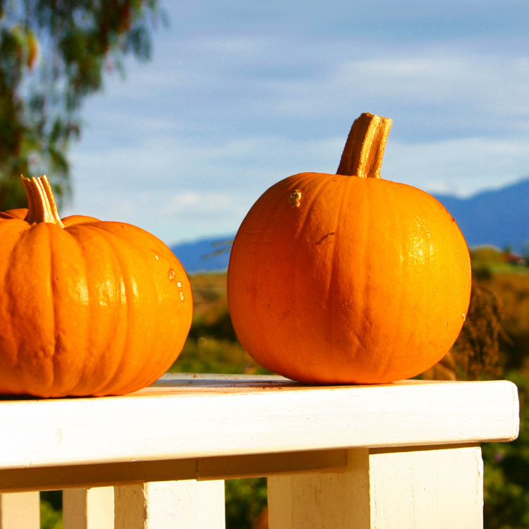 Pumpkin Porch Decor in Hattiesburg, MS