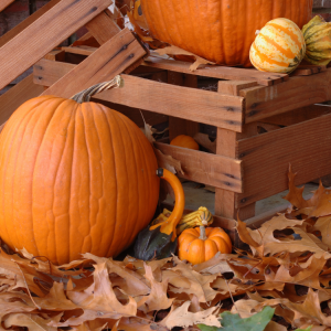 Pumpkin Porch Decor in Hattiesburg, MS